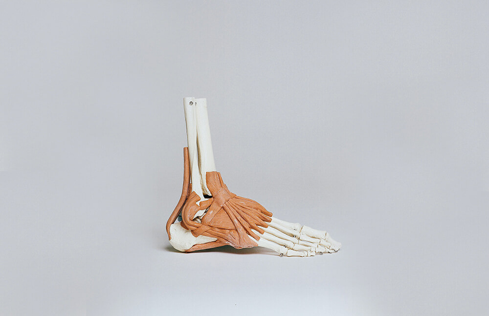 A mould of a foot's skeleton, showing tendons as well as bones
